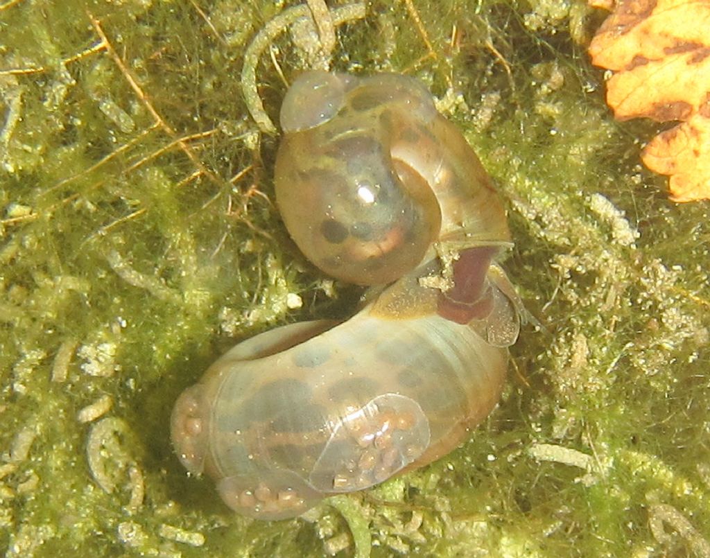 Planorbarius corneus